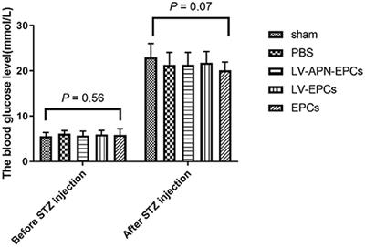Adiponectin-Transfected Endothelial Progenitor Cells Have Protective Effects After 2-Hour Middle-Cerebral Artery Occlusion in Rats With Type 2 Diabetes Mellitus